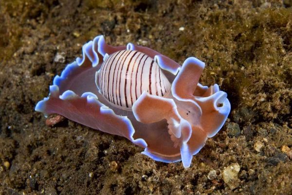 Indonesia, Pantar Isl Nocturnal mollusk in ocean